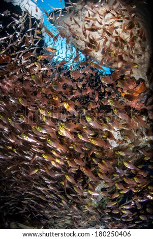 Pygmy sweepers (Parapriacanthus ransonneti) school in a small cave on a diverse reef near Buyat Bay on the island of Sulawesi, Indonesia.