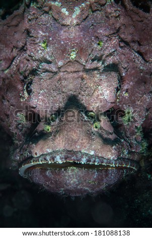 A False stonefish, or devil scorpionfish (Scorpaenopsis diabolus), mimics coralline algae as it sits on a reef in Lembeh Strait, Indonesia. This is a typical well-camouflaged ambush predator.
