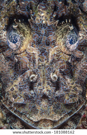 Crocodilefish (Cymbacephalus beauforti) utilize exquisite camouflage to blend into the Pacific reefs on which they live. Even their eyes are camouflaged.