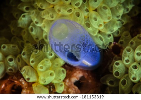 Small colorful tunicates grow on a coral reef in Indonesia. Tunicates filter organic material from the water, improving local water quality.