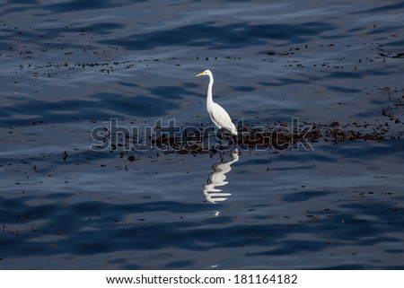 An egret stands on giant kelp growing just off the coast of California in the Pacific Ocean. The egret can hunt small fish and crabs that live in the floating kelp.
