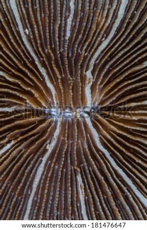 Detail of a mushroom coral (Fungia sp.) growing on a reef in the Coral Triangle. This part of the western Pacific contains the greatest amount of marine diversity on Earth.