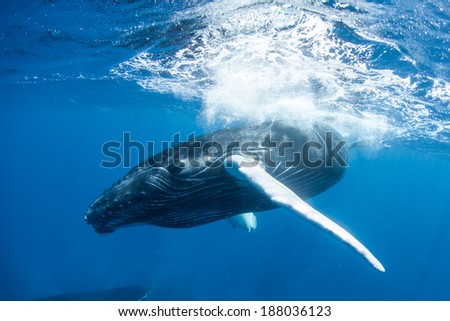 A Humpback whale calf (Megaptera novaeangliae) plays at the surface of the Caribbean Sea. Humpbacks are baleen cetaceans that are acrobatic and known for breaching as well as their complex songs.