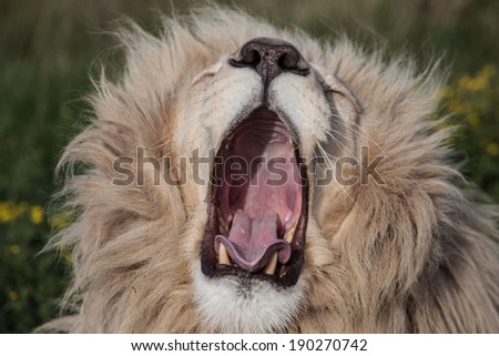 A giant male lion (Panthera leo) yawns as it lies in Addo Elephant Park, South Africa. Until 10,000 years ago, these predators were the most widespread large land mammals after humans.