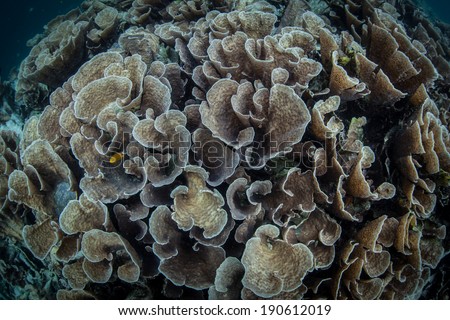 Delicate, leaf-like cabbage corals grow on a reef slope in Raja Ampat, Indonesia. This type of coral grows quickly but is easily damaged and usually does not live for too long.