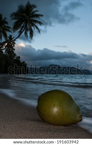 A green coconut has washed up on a remote beach on an island in Fiji. Coconuts can disperse over thousands of miles before they find their way to a beach where they germinate.