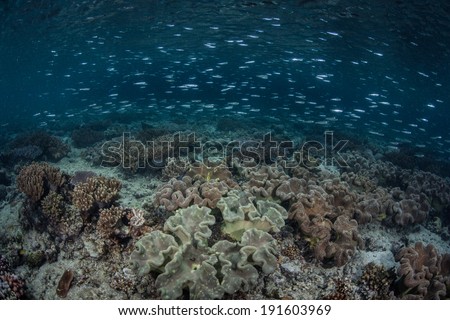 Small silversides swim over a healthy coral reef growing in shallow water in Raja Ampat, Indonesia. This region is the heart of the Coral Triangle, known for its incredible marine biodiversity.