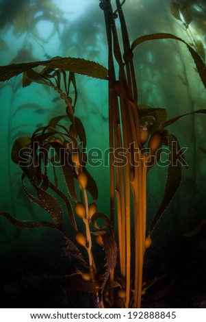 Giant kelp (Macrocystis pyrifera) grows in a thick kelp forest along the coast of Northern California. This species of algae can grow over two feet per day in the right conditions.