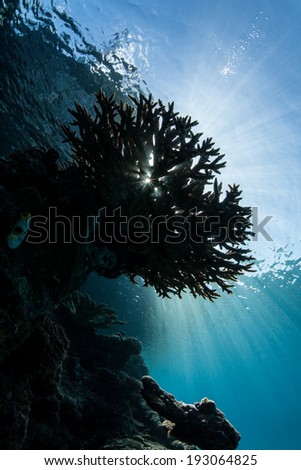 Bright sunlight shines down on a coral colony growing on a reef in the western Pacific region. Reef-building corals have a symbiosis with photosynthetic dinoflagellates.