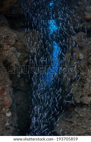 A school of silversides, tiny bait fish, swarm in a narrow crevice in a coral reef on the island of Grand Cayman in the Caribbean. Silversides are seasonal and serve as prey to many reef predators.