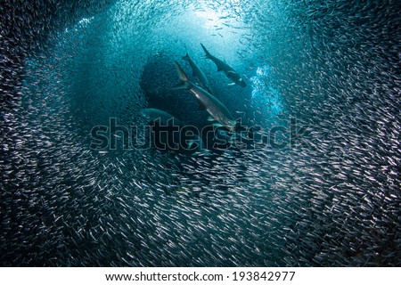 Predatory tarpon swim through a thick school of silversides as they swarm in a submerged cavern on the island of Grand Cayman. Silversides are seasonal and serve as prey to many reef predators.
