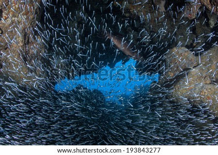 A school of silversides, small bait fish, swarm in a dark cave in a coral reef on the island of Grand Cayman in the Caribbean. Silversides are seasonal and serve as prey to many reef predators.
