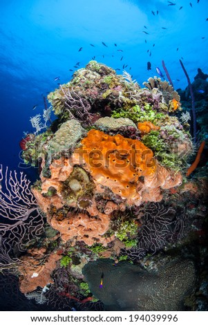 A colorful diversity of invertebrates decorate many Caribbean reefs and drop offs.