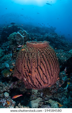 A large barrel sponge (Xestospongia sp.) grows on a coral reef slope in Komodo National Park, Indonesia. This type of filter-feeding sponge can grow two meters high.