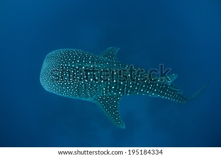A young whale shark (Rhincodon typus) cruises through the depths of the Caribbean Sea. This widespread tropical species is the largest fish on Earth and filter feeds on planktonic organisms.