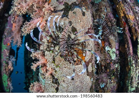 Lionfish swim along an encrusted pier piling near a remote island in the Solomon Islands. This region is within the Coral Triangle and is known for its high marine biological diversity.