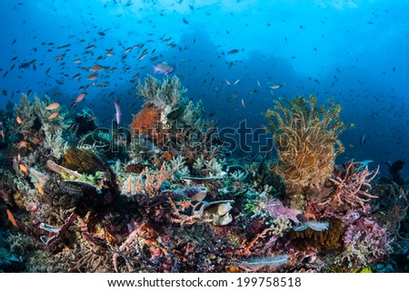 Multitudes of small, colorful fish swarm above a coral reef growing off the northern tip of Sulawesi, Indonesia. This tropical area is known for its beautiful reefs and high biological diversity.