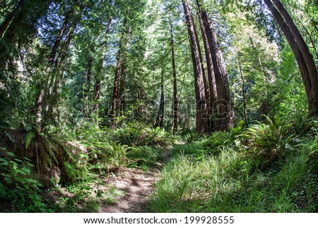 Giant redwood forests form beautiful forests in California where they ...