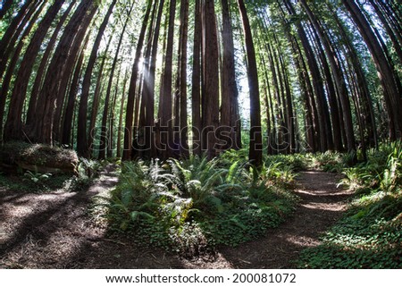 Giant redwood forests are only native to California where they thrive in the moist, humid, foggy coastal climate. California redwoods can grow over 350 ft tall and live to 2000 years old.