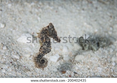 Crocodilefish are extremely well-camouflaged ambush predators that exist on coral reefs throughout the tropical Indo-Pacific region. Even the eyes of these fish are camouflaged.