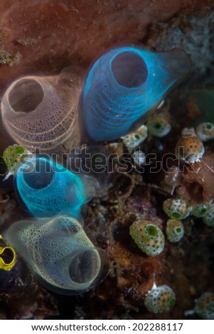 A colorful set of tunicates grow on a coral reef in Indonesia. Tunicates filter organic material from the water, improving local water quality.