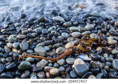 The tide has washed up a piece of bull kelp on a rocky beach on the Olympic Peninsula in Washington state. Bull kelp form underwater forests that harbor a diverse array of marine life.