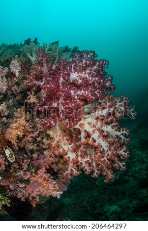 Colorful soft corals (Dendronephthya sp.) adorn a coral reef in Raja Ampat, Indonesia. This type of coral colony feeds exclusively on planktonic organisms.