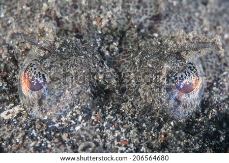 In Indonesia, the eyes of a well-camouflaged flathead fish, an ambush predator, sit above the sand in order to view potential prey fish and invertebrates that swim by.