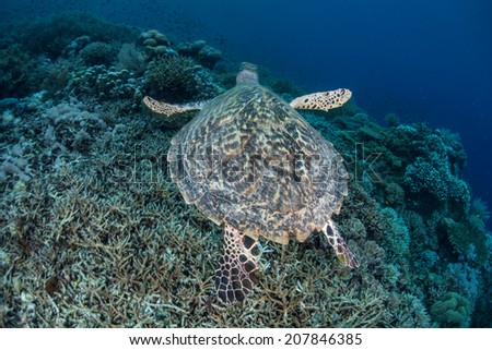 A Hawksbill turtle (Eretmochelys imbricata) cruises above a coral reef in the tropical western Pacific. This species is critically endangered but is still hunted in many areas of the world.