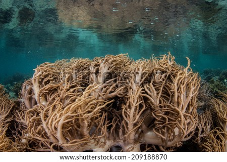 In Raja Ampat, Indonesia, currents run over a shallow coral reef, causing a leather coral to sway back and forth. Currents continually sweep plankton to coral polyps all over the tropical Pacific.
