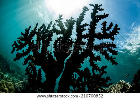 Bright sunlight silhouettes a coral colony (Tubastrea sp.) growing on a coral reef in the tropical western Pacific Ocean.