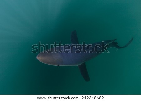 A blue shark (Prionace glauca) cruises through the depths of the cold north Atlantic Ocean off the coast of Cape Cod, Massachusetts. This oceanic predator is found in temperate waters worldwide.
