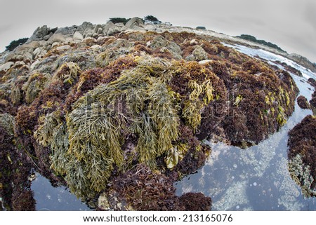 At low tide, kelp and algae are left high and dry around tide pools in Monterey Bay Marine Sanctuary. Tide pools support a variety of intertidal marine life which are adapted to the tidal exchange.