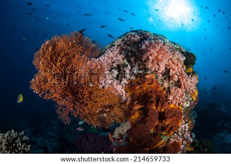 Soft corals, sponges, and an orange sea fan filter planktonic food particles out of the oceanic currents in the tropical western Pacific Ocean.