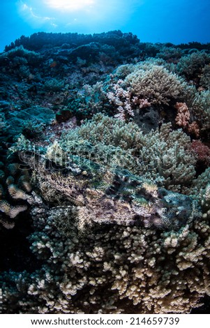 A crocodilefish (Cymbacephalus beauforti) blends into a coral reef slope in the tropical western Pacific. This ambush predator is highly camouflaged and found only in the Indo-Pacific region.