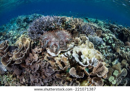 A Crown-of-Thorns seastar (Acanthaster planci) feeds on corals on a reef in Komodo National Park, Indonesia. These seastars are a natural predator of corals in the tropical Pacific region.
