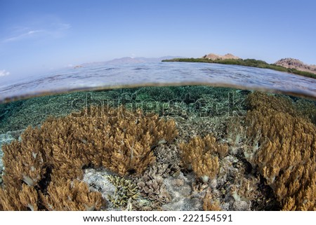 A variety of soft coral colonies grow on a shallow coral reef in Komodo National Park, Indonesia. The diversity of marine life in this part of the Coral Triangle is some of the greatest in the world.