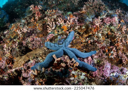 A blue seastar (Linkia laevigata) clings to a diverse reef drop off in the Philippines. This type of echinoderm is a common inhabitant of tropical Pacific reefs.