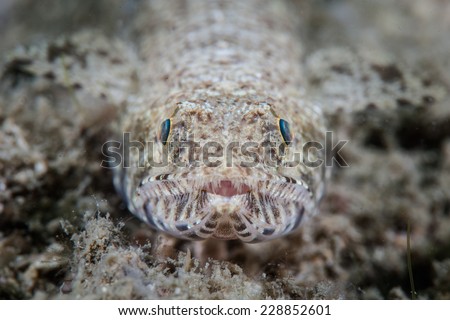 A lizardfish blends into its coral reef background using effective camouflage. This predatory fish feeds on small reef fish and invertebrates.