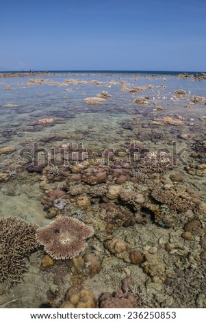 Low tide exposes a shallow coral reef growing along the island of Flores, Indonesia. Corals do well in warm, sunlit waters but severe low tides can desiccate colonies that are exposed to air.