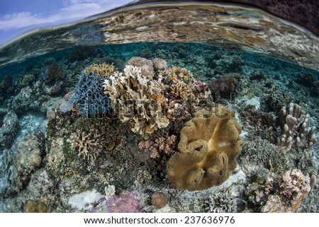 A coral reef grows in shallow water near the island of Alor in Indonesia. This region is home to an extraordinary amount of marine fish and invertebrates.