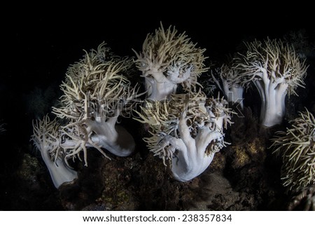 Seen at night, soft corals grow on a reef in Indonesia. This part of the Coral Triangle houses extremely high marine biodiversity.