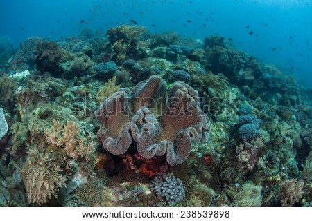 A healthy coral reef has grown near Alor, Indonesia. This part of the Coral Triangle harbors high marine biodiversity and offers beautiful scuba diving and snorkeling.