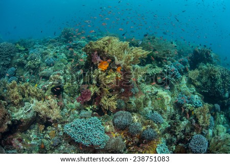 A robust and healthy coral reef has grown near Alor, Indonesia. This part of the Coral Triangle harbors high marine biodiversity and offers beautiful scuba diving and snorkeling.