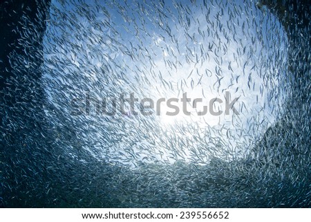 Schooling fish swim in Raja Ampat, Indonesia. This region is the heart of the Coral Triangle and is known for its extremely high marine biodiversity and beautiful scuba diving and snorkeling.