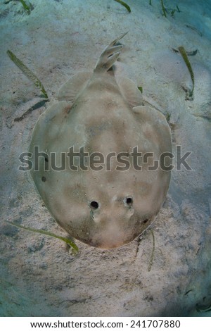 A Lesser electric ray (Narcine bancroftii) lays on a sandy seafloor off the coast of Belize in the Caribbean Sea. This species can generate about 14 to 37 volts to stun prey or defend themselves.