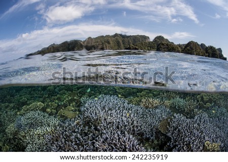 A shallow reef grows near limestone islands in Raja Ampat, Indonesia. This region is the heart of the Coral Triangle and harbors a huge variety of marine species.