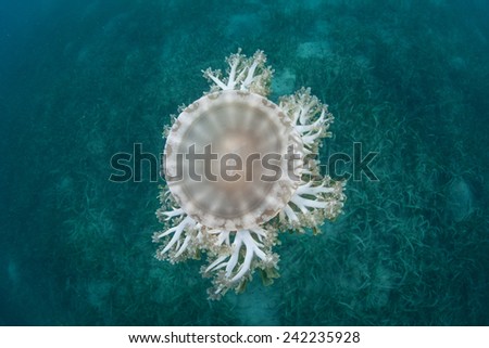 Cassiopea jellyfish, also known as upside-down jellyfish, are found in tropical seas worldwide. They usually live upside-down on the seafloor and are primarily photosynthetic hosting algae.