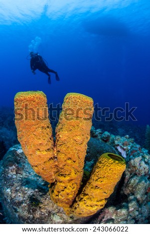 A scuba diver hovers above a coral reef growing near the island of Grand Cayman. Colorful tube sponges are common animals found on Caribbean reefs.