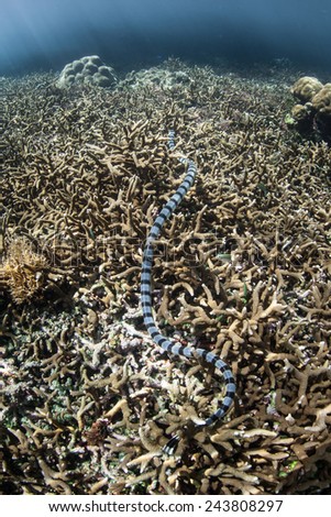 A Banded sea snake (Laticauda colubrina) hunts for small fish on a reef in Indonesia. This reptile is one of the most venomous creatures on Earth.